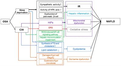 The impact of obstructive sleep apnea on nonalcoholic fatty liver disease